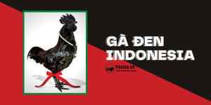 Gà Đen Indonesia Mắc Nhất Thế Giới – 57 Triệu VNĐ