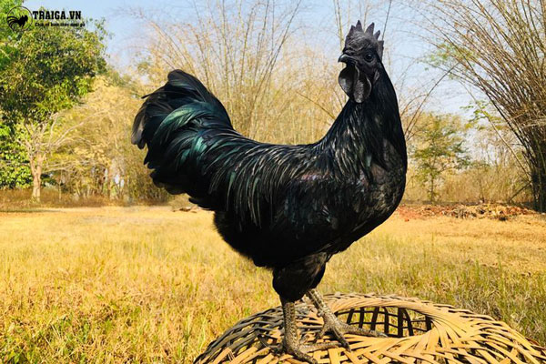 Sự ra đời của giống gà đen Indonesia - Ayam Cemani