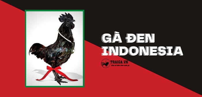 Gà đen Indonesia