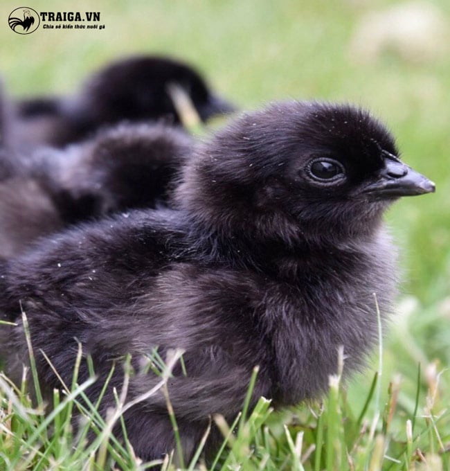 Nguyên nhân gà Ayam Cemani có màu đen là gì?