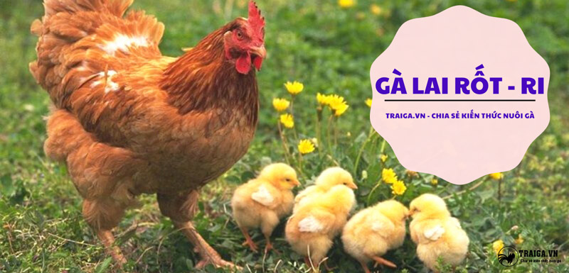 gà rốt ri đem lại năng suất trứng cao