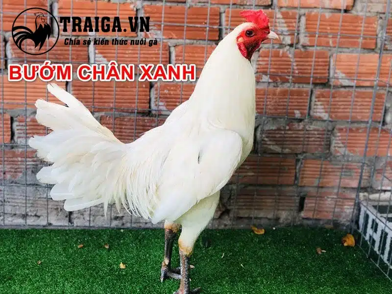 Gà úa chân xanh: Loại gà nào sợ?