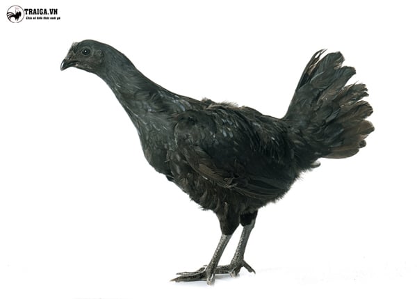 Lợi ích của việc chăn nuôi gà đen Indonesia - Ayam Cemani