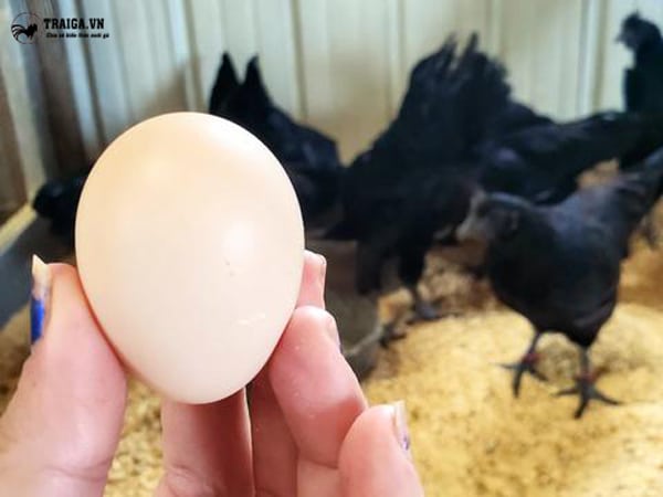 Khả năng sinh sản của gà Ayam Cemani